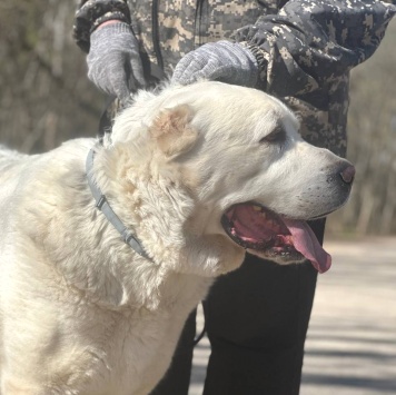 Собаки в добрые руки - Миша - 3