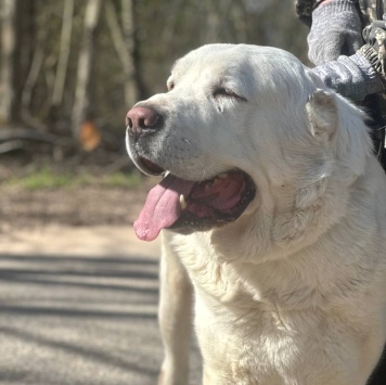 Собаки в добрые руки - Миша - 4