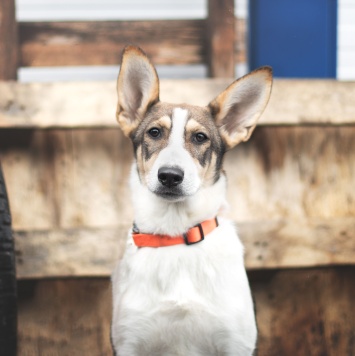 Пастила - Собаки в добрые руки