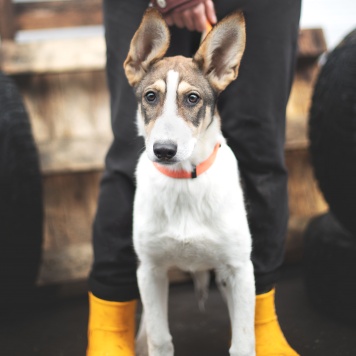 Собаки в добрые руки - Пастила - 1