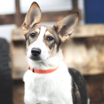 Собаки в добрые руки - Пастила - 2