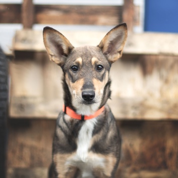 Собаки в добрые руки - Овсянка - 1