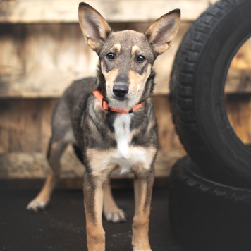 Собаки в добрые руки - Овсянка - 2