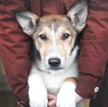 Баунти - Собаки в добрые руки
