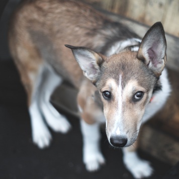 Собаки в добрые руки - Баунти - 1