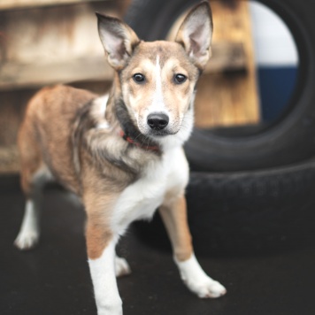 Собаки в добрые руки - Баунти - 2