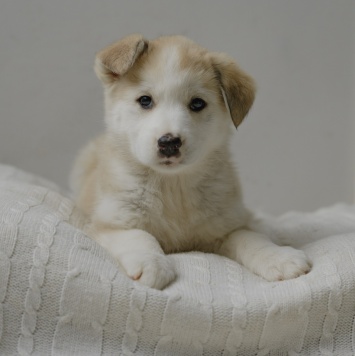 Собаки в добрые руки - Ягодка