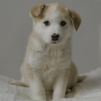 Собаки в добрые руки - Ягодка - 1