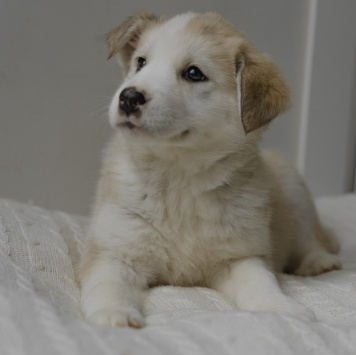 Собаки в добрые руки - Ягодка - 2