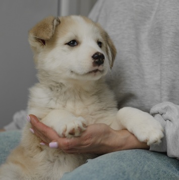 Собаки в добрые руки - Ягодка - 3