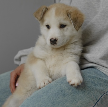 Собаки в добрые руки - Ягодка - 4