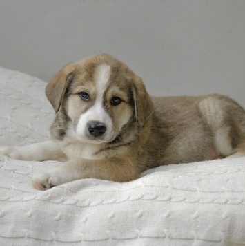 Шалфей - Собаки в добрые руки