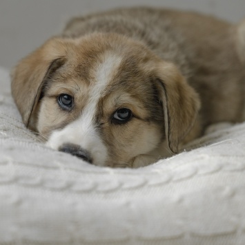 Собаки в добрые руки - Шалфей - 1