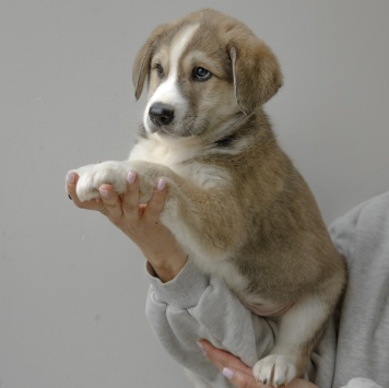 Собаки в добрые руки - Шалфей - 2