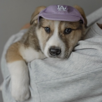 Собаки в добрые руки - Шалфей - 3