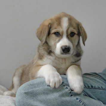 Собаки в добрые руки - Шалфей - 4