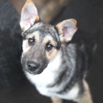 Собаки в добрые руки - Базилик