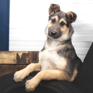 Собаки в добрые руки - Базилик - 1