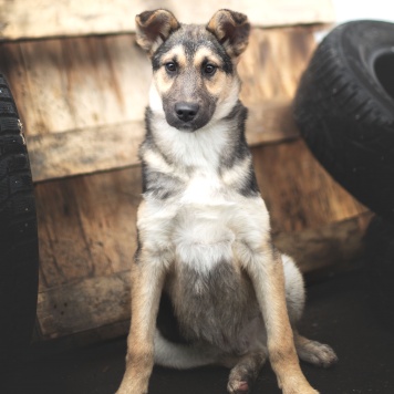 Собаки в добрые руки - Базилик - 2