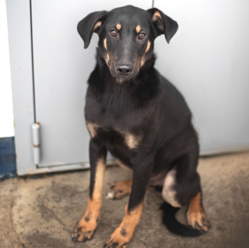 Пастернак - Собаки в добрые руки