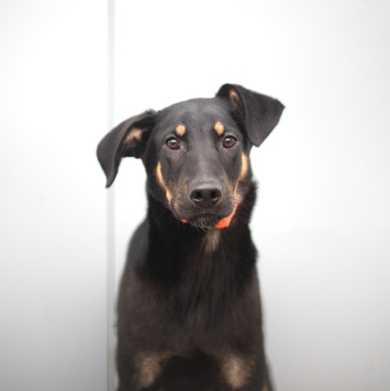 Собаки в добрые руки - Пастернак - 1