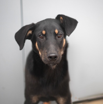 Собаки в добрые руки - Пастернак - 2