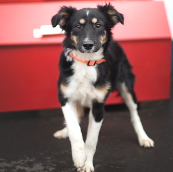 Собаки в добрые руки - Руккола