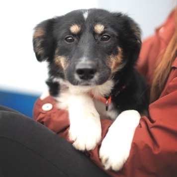 Собаки в добрые руки - Руккола - 1