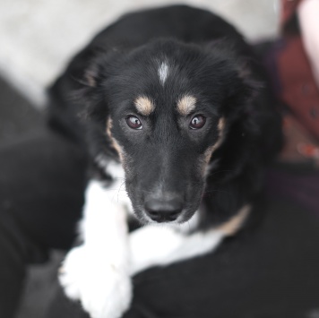 Собаки в добрые руки - Руккола - 2