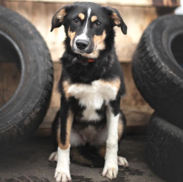 Петрушка - Собаки в добрые руки