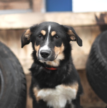 Собаки в добрые руки - Петрушка - 1