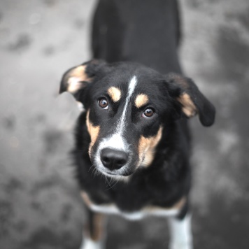 Собаки в добрые руки - Петрушка - 2