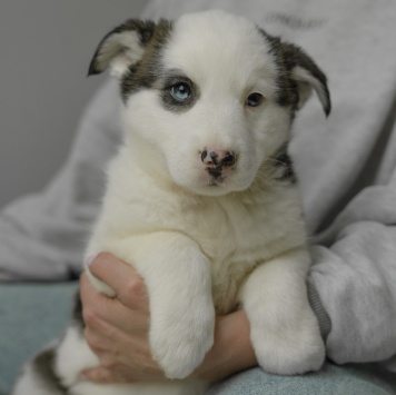 Собаки в добрые руки - Вишенка