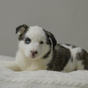 Собаки в добрые руки - Вишенка - 1