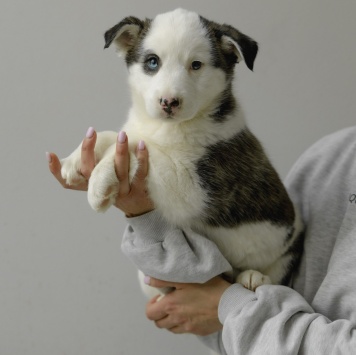 Собаки в добрые руки - Вишенка - 2