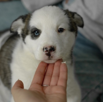 Собаки в добрые руки - Вишенка - 3