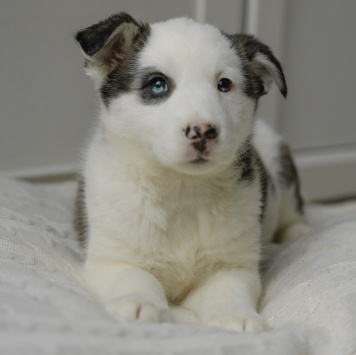 Собаки в добрые руки - Вишенка - 4