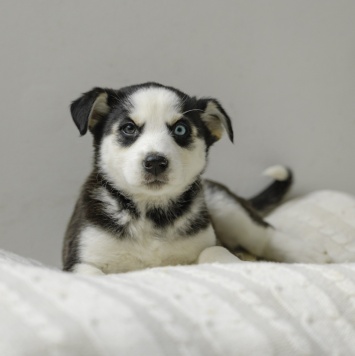 Ежевика - Собаки в добрые руки