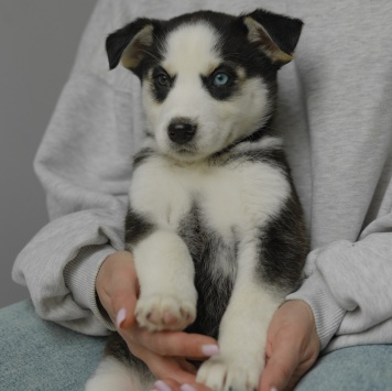 Собаки в добрые руки - Ежевика - 1