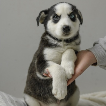 Собаки в добрые руки - Ежевика - 2