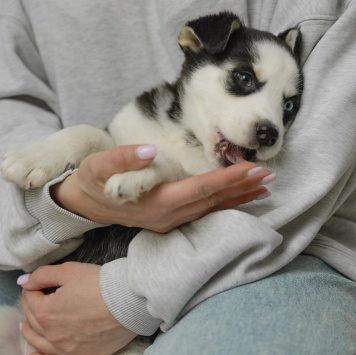 Собаки в добрые руки - Ежевика - 3