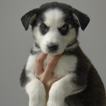 Собаки в добрые руки - Ежевика - 4