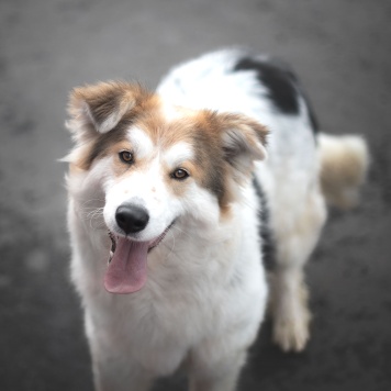 Собаки в добрые руки - Имба