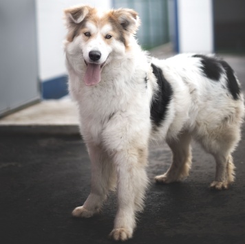 Собаки в добрые руки - Имба - 1