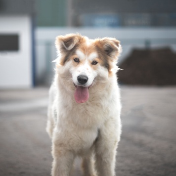 Собаки в добрые руки - Имба - 2