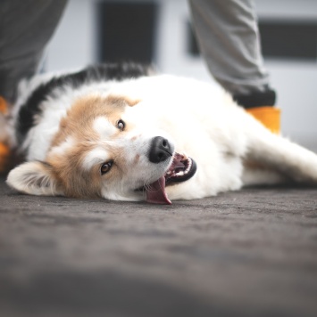 Собаки в добрые руки - Имба - 3