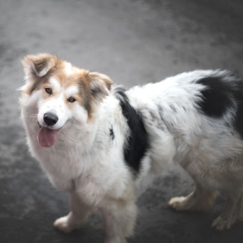 Собаки в добрые руки - Имба - 4