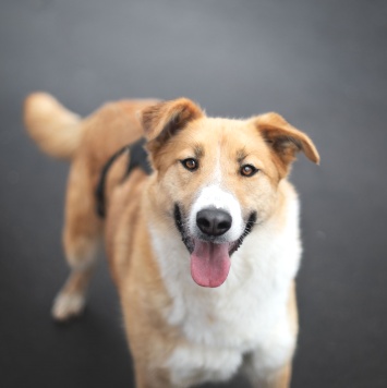 Собаки в добрые руки - Пудра