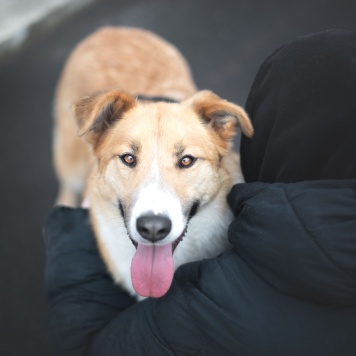 Собаки в добрые руки - Пудра - 1