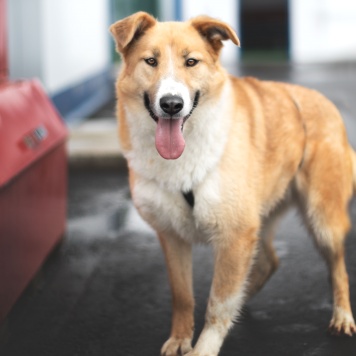 Собаки в добрые руки - Пудра - 2